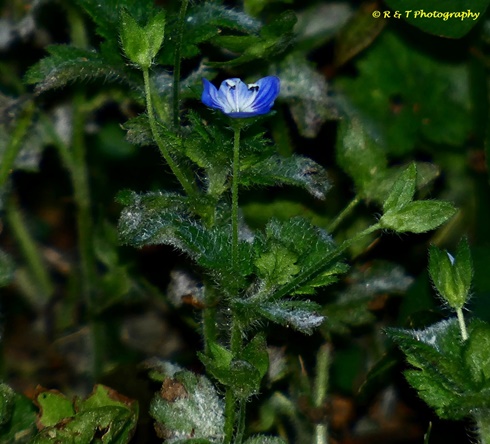{Veronica sublobata}